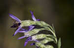 Eastern silver aster